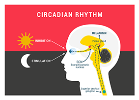 circadian_rhythm_blog.png